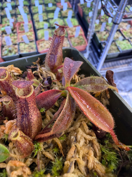 Nepenthes minima x mollis (Seed Grown)