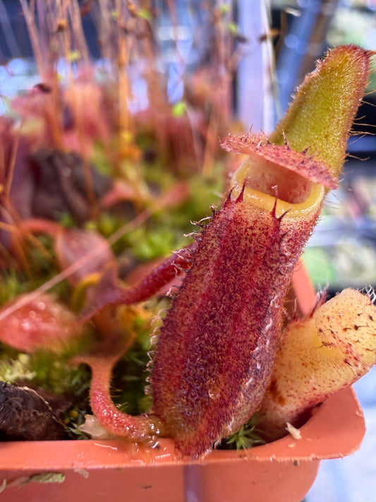 Nepenthes [lowii x (maxima x veitchii)] x (veitchii x boschiana) (Seed Grown) Small