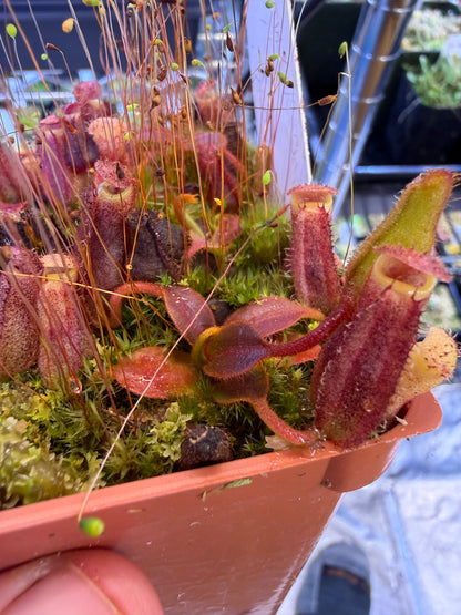 Nepenthes [lowii x (maxima x veitchii)] x (veitchii x boschiana) (Seed Grown) Small