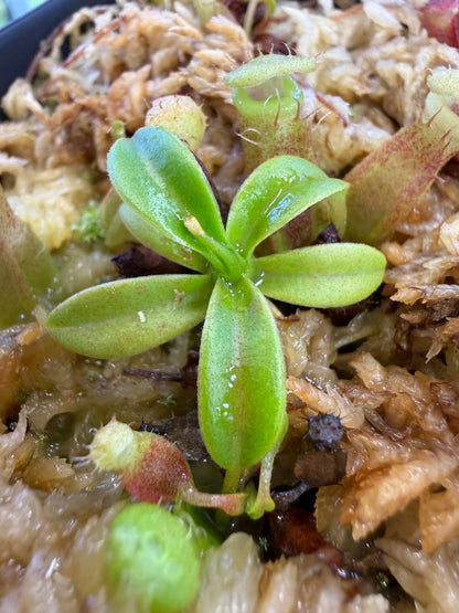 Nepenthes (spathulata x edwardsiana) jacquelineae (Seed Grown) small