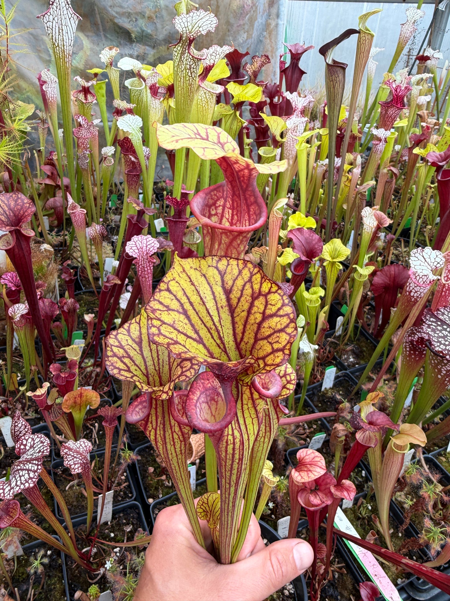 Sarracenia flava Turning Dark Red Okaloosa Co FL - Small (Shipped Bare-Root)