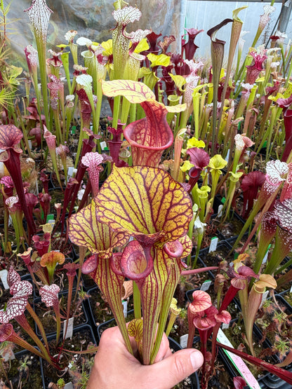 Sarracenia flava Turning Dark Red Okaloosa Co FL - Small (Shipped Bare-Root)