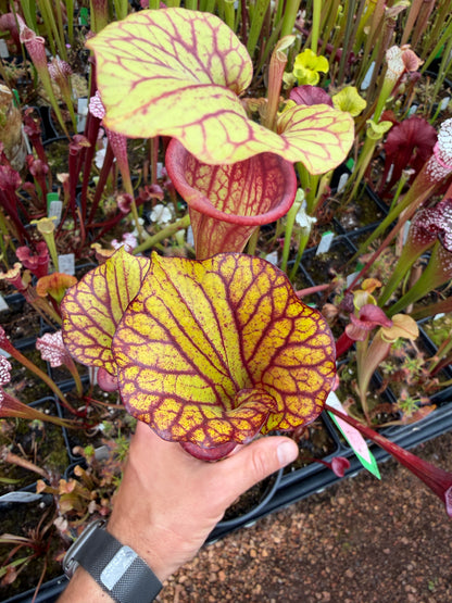 Sarracenia flava Turning Dark Red Okaloosa Co FL - Small (Shipped Bare-Root)
