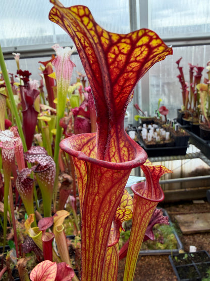 Sarracenia flava Turning Dark Red Okaloosa Co FL - Small (Shipped Bare-Root)