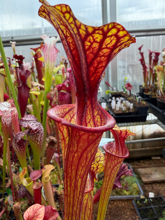 Sarracenia flava Turning Dark Red Okaloosa Co FL - Small (Shipped Bare-Root)
