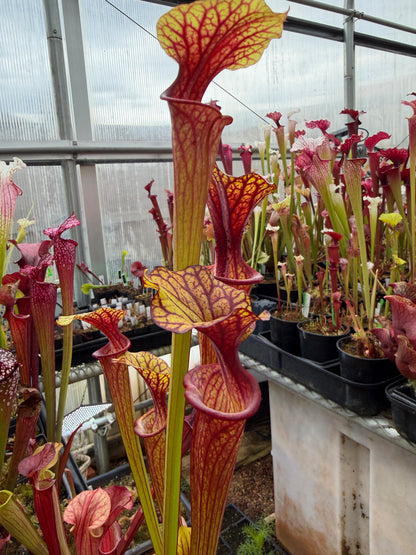 Sarracenia flava Turning Dark Red Okaloosa Co FL - Small (Shipped Bare-Root)