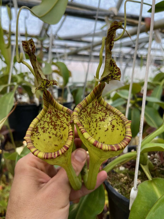 Nepenthes eymae TB and Middleton clone Rooted Cutting.