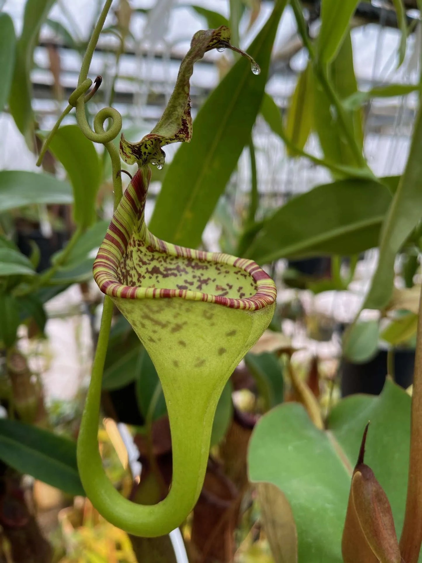 Nepenthes eymae TB and Middleton clone Rooted Cutting.