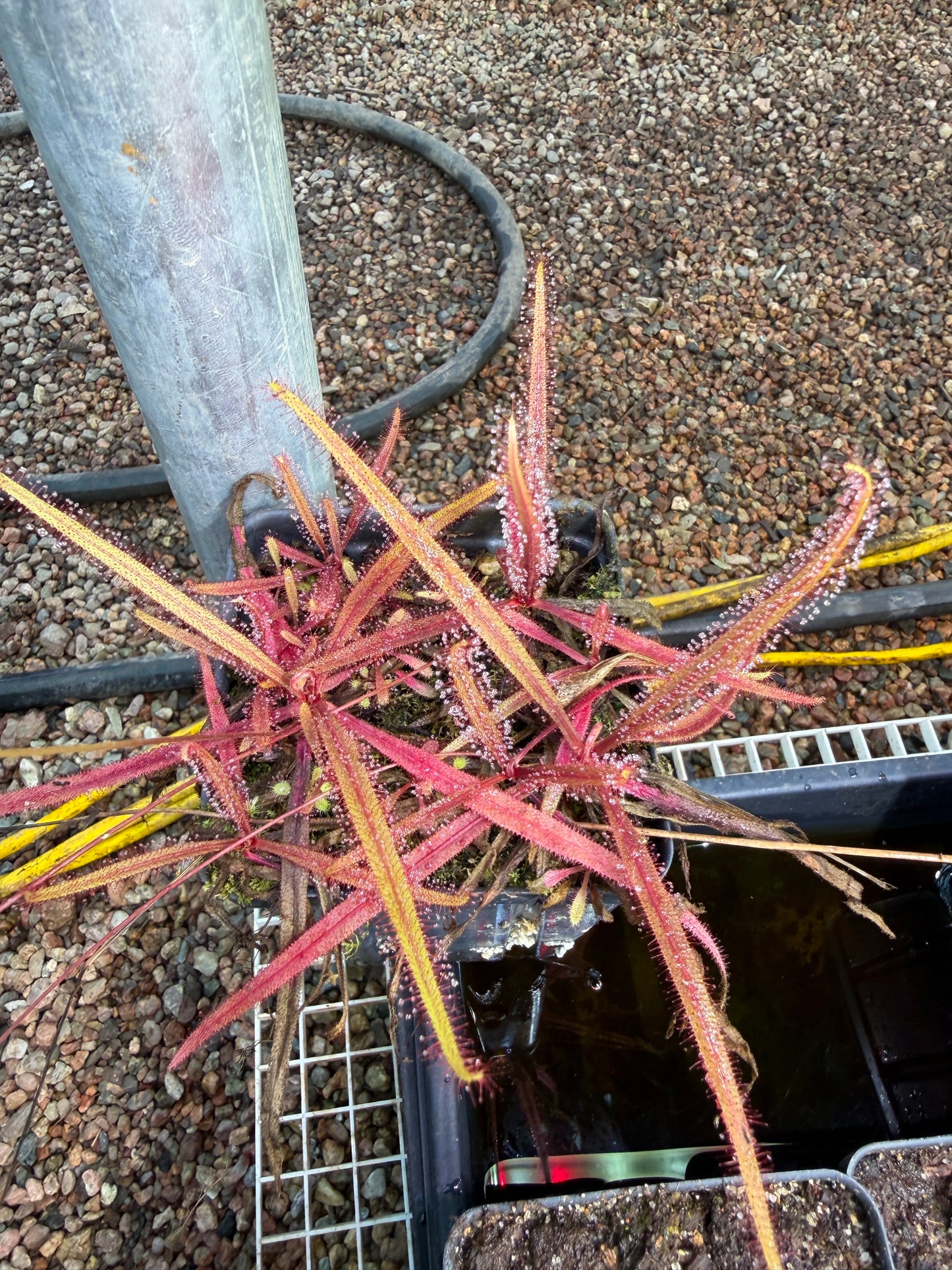 Drosera adelae Giant
