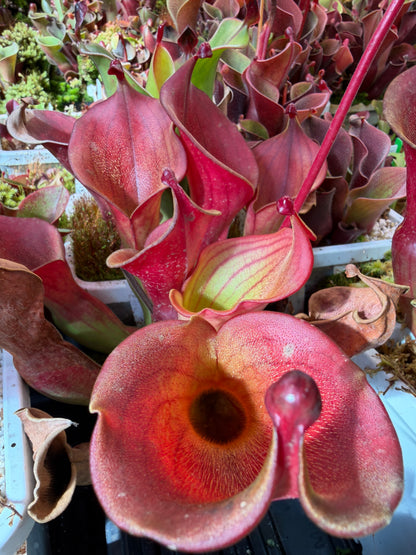 Heliamphora ionasi Yellow with Strips - Chuck L.