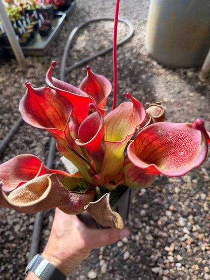 Heliamphora ionasi Yellow with Strips - Chuck L.