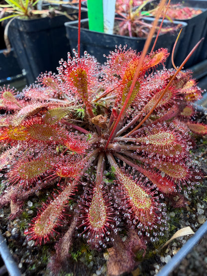 Drosera x Watari