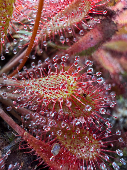 Drosera x Watari