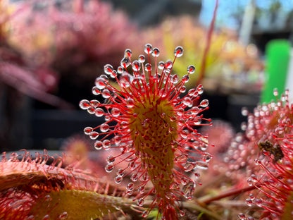 Drosera x Watari