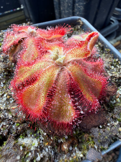 Drosera cuneifolia