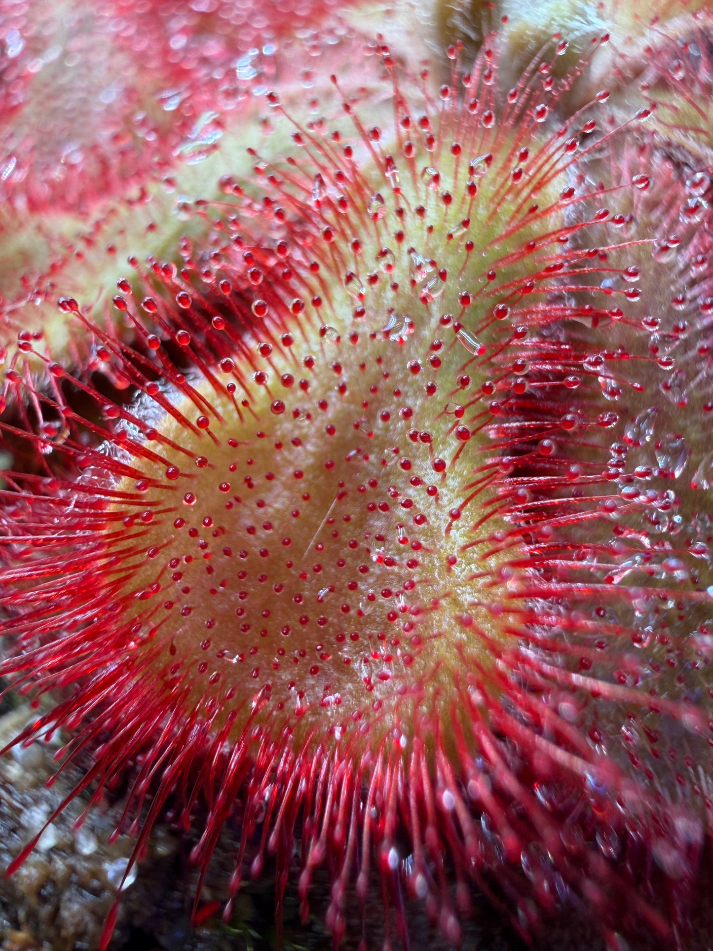 Drosera cuneifolia