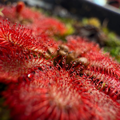 Drosera spatulata site 2