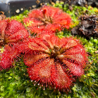 Drosera spatulata site 2