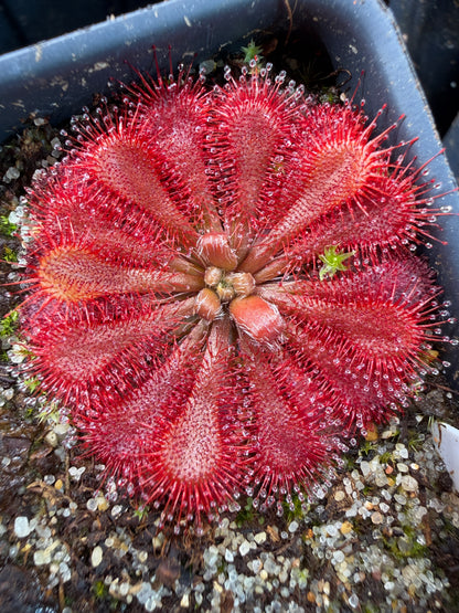 Drosera spatulata site 2