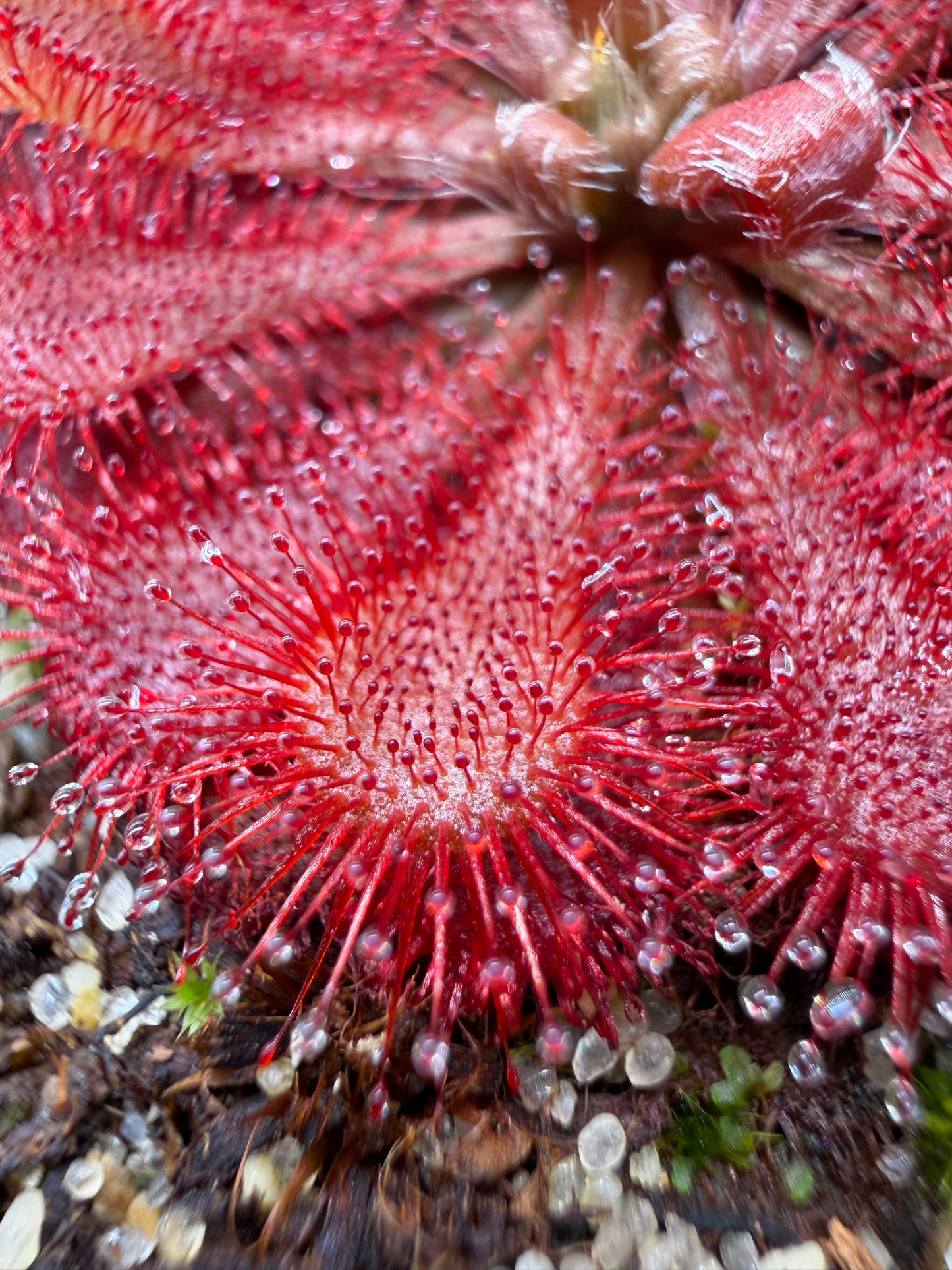 Drosera spatulata site 2