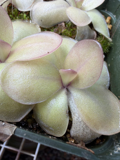 Pinguicula agnata x rectifolia