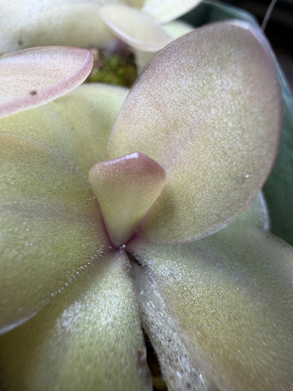 Pinguicula agnata x rectifolia