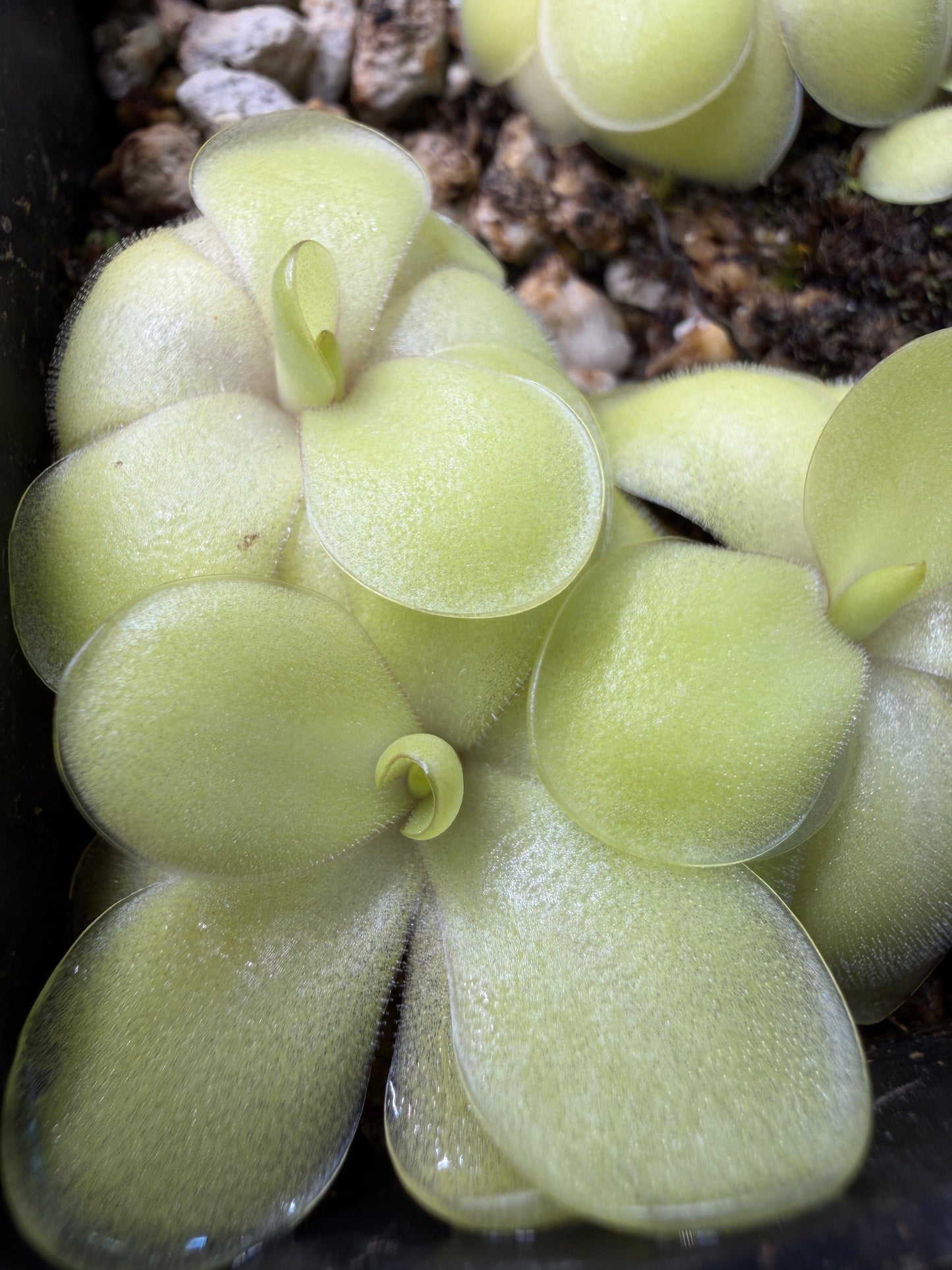 Pinguicula 'Gina' (P. zecheri x agnata) - Mexican Butterwort