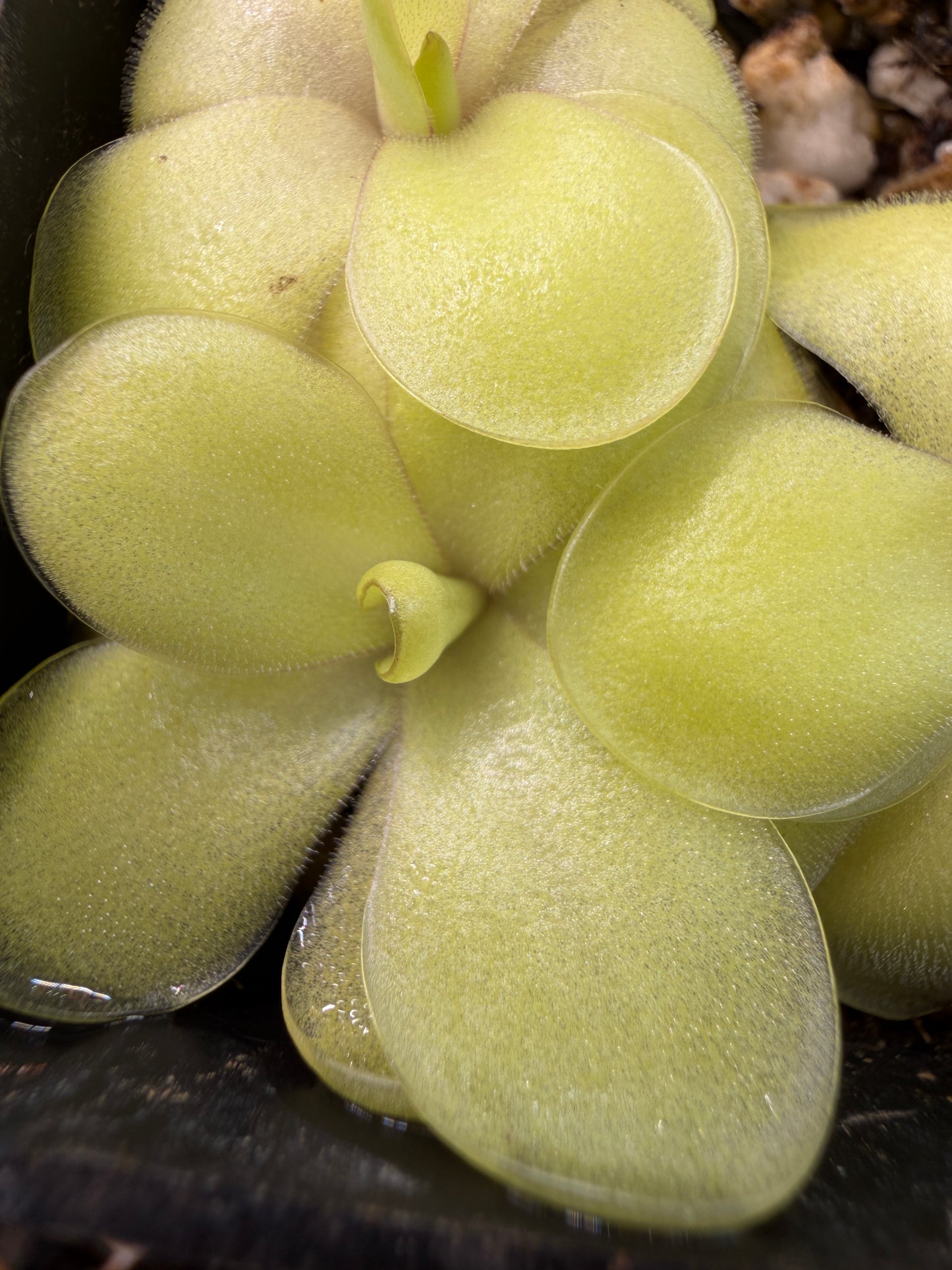 Pinguicula 'Gina' (P. zecheri x agnata) - Mexican Butterwort