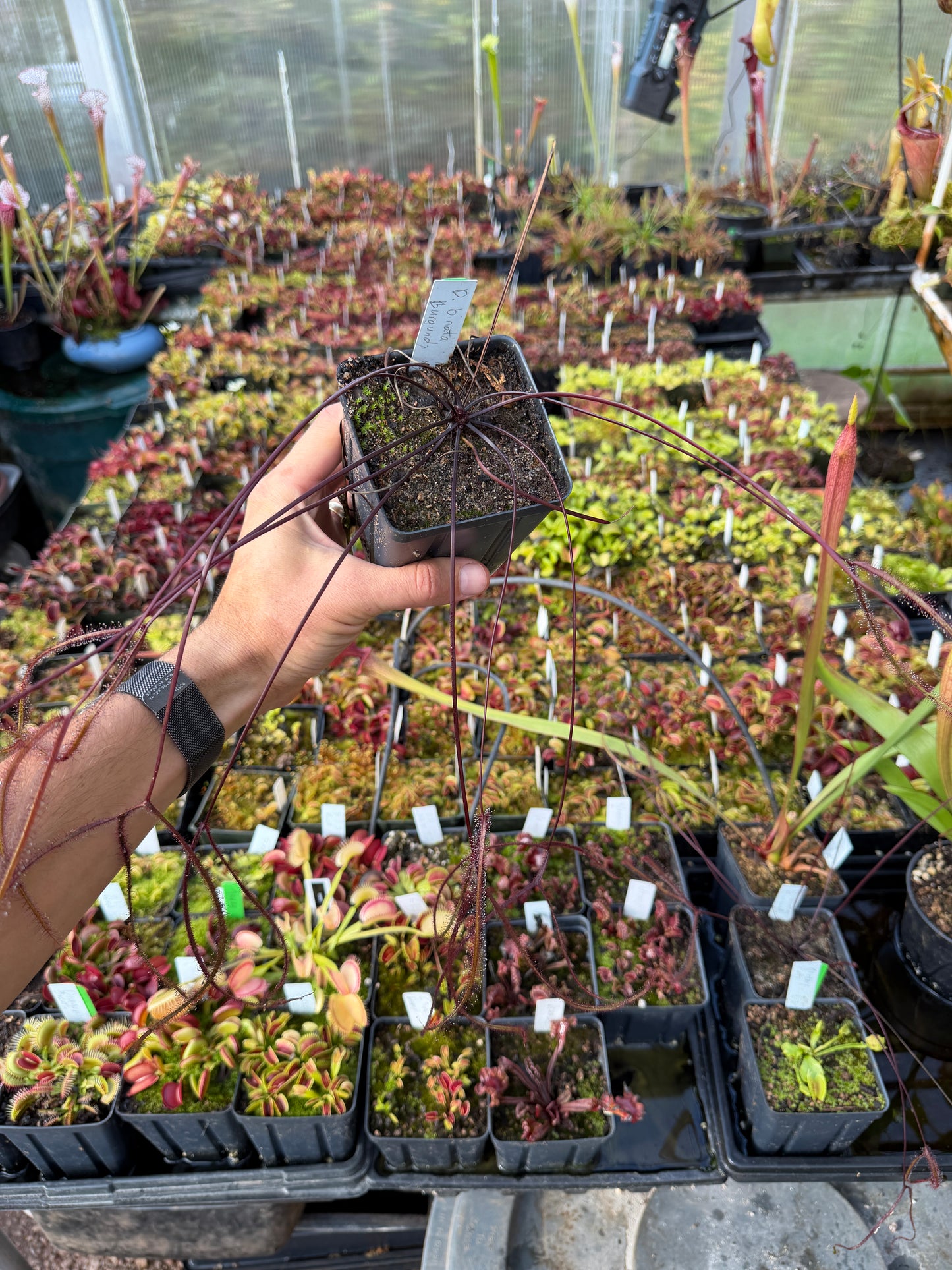 Drosera binata Burgundy