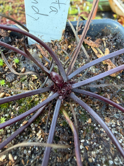 Drosera binata Burgundy