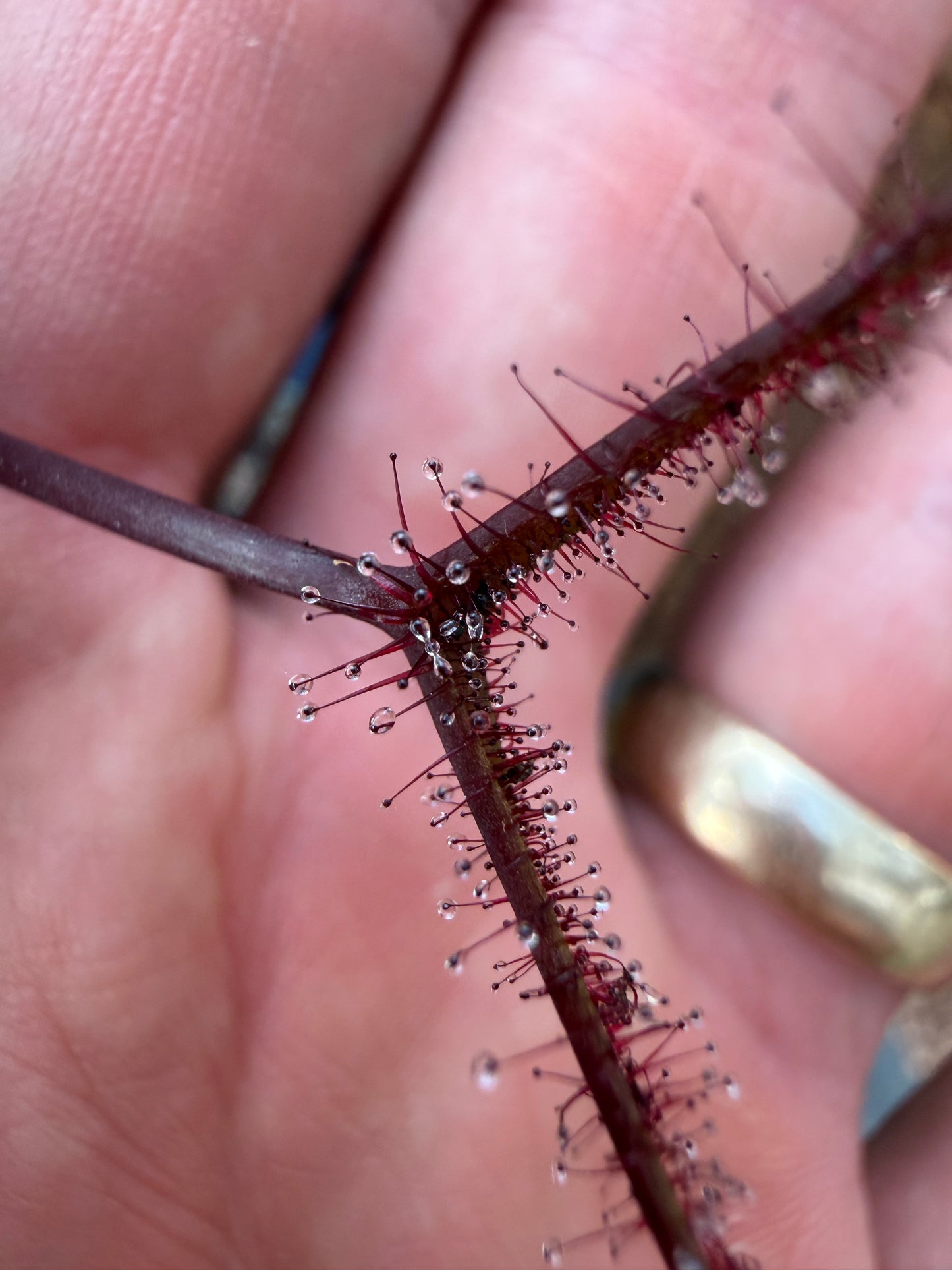 Drosera binata Burgundy