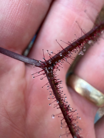 Drosera binata Burgundy