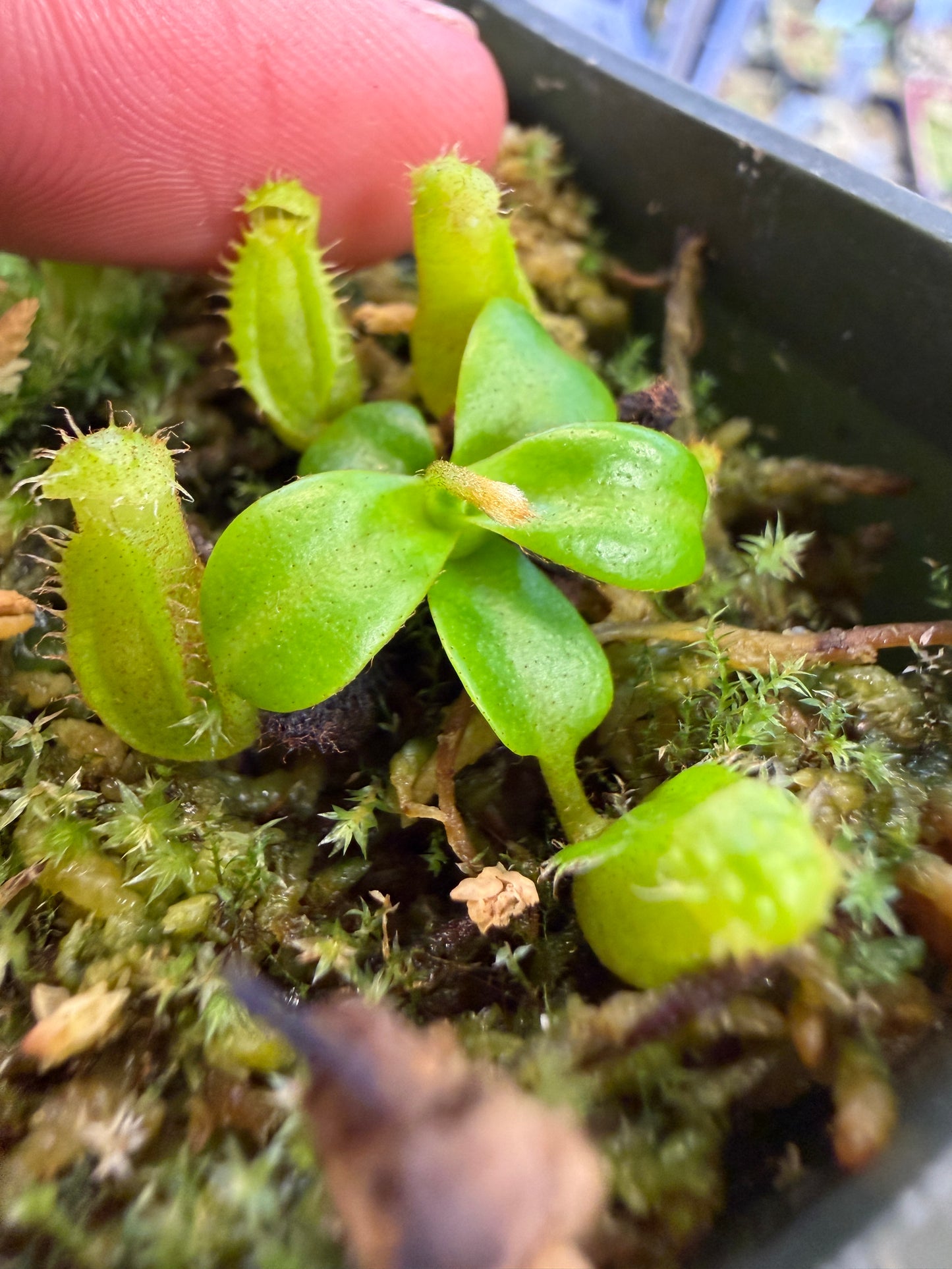 Nepenthes edwardsiana Horticulturally Bred Seedling