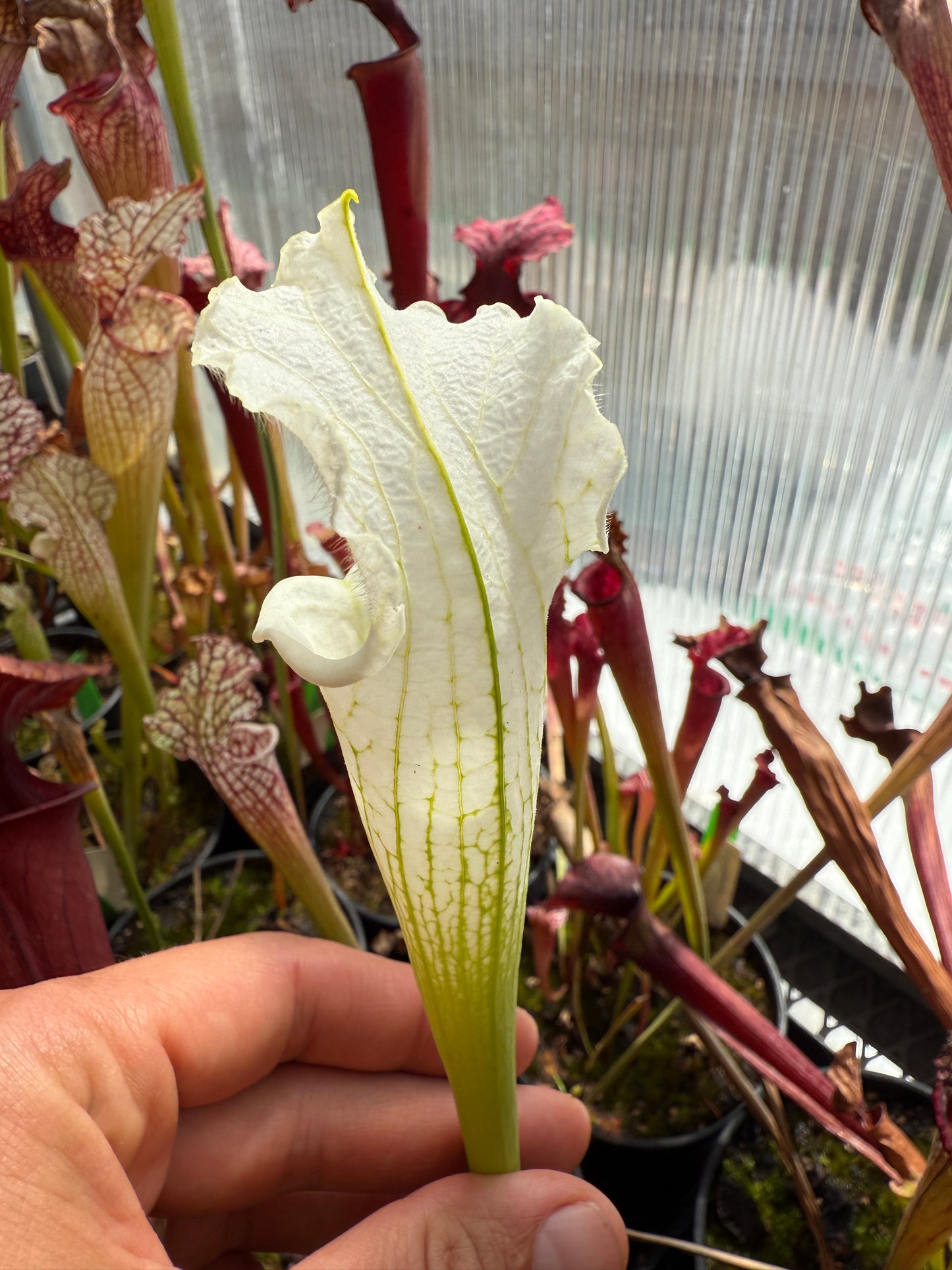 Sarracenia leucophylla MK L115 var Alba Cristain K. #3