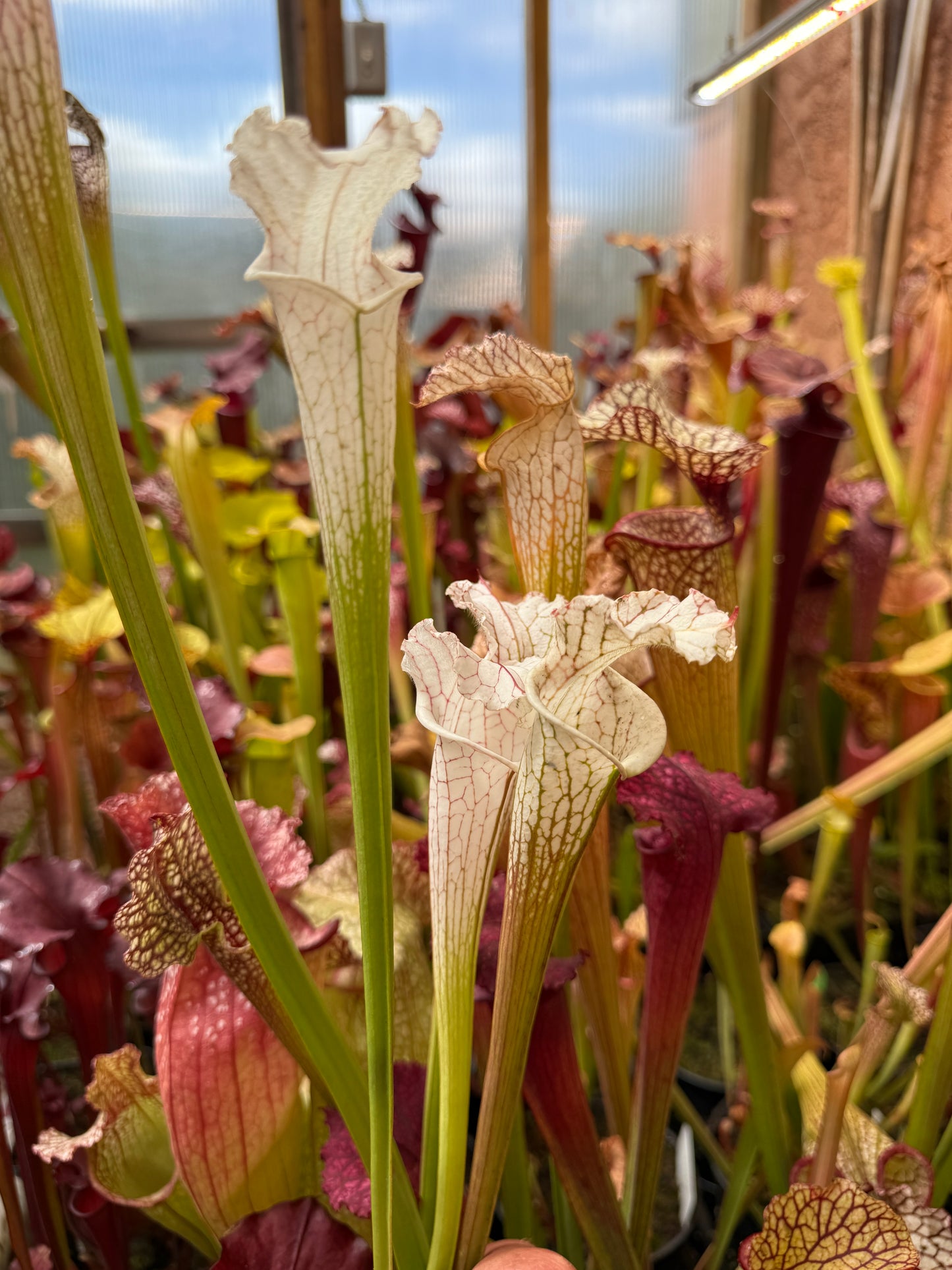Sarracenia leucophylla MK L9 alba