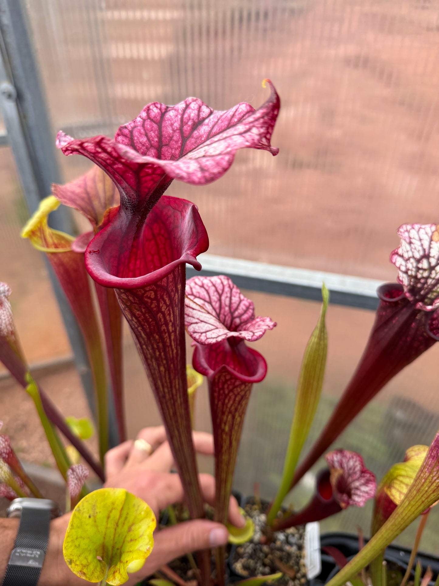 Sarracenia x Timothy King x Emile clone #3 CH/TH - Small (Shipped Bare-Root)