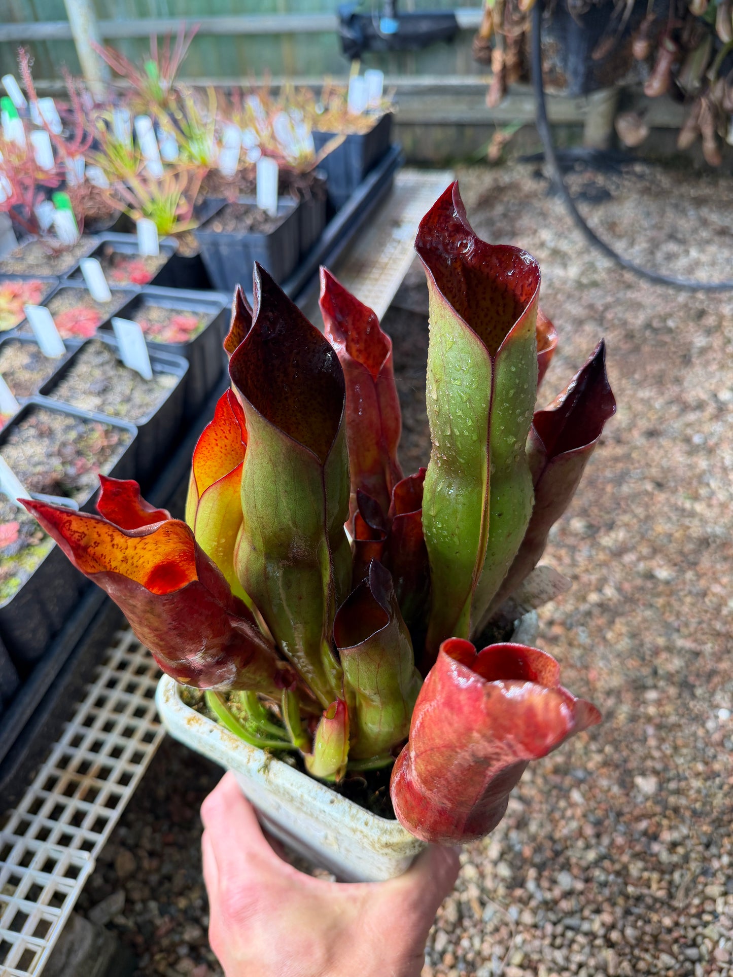 Heliamphora x sarracenioides Red Giant x ionasi Killer Giant #3 (Shipped Bare-Root)