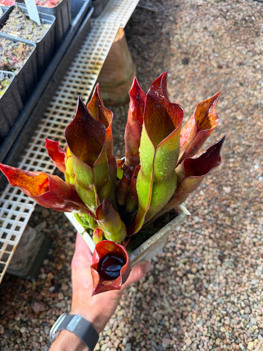 Heliamphora x sarracenioides Red Giant x ionasi Killer Giant #3 (Shipped Bare-Root)