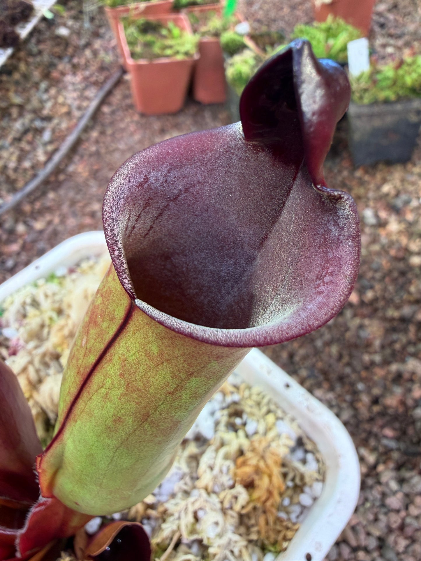 Heliamphora x purpurascens x sarracenioides BCP clone 2 Natural Hybrid (Shipped Bare-Root)