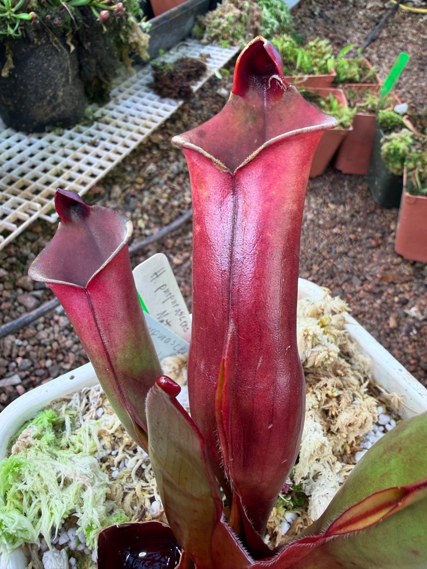 Heliamphora x purpurascens x sarracenioides BCP clone 2 Natural Hybrid (Shipped Bare-Root)