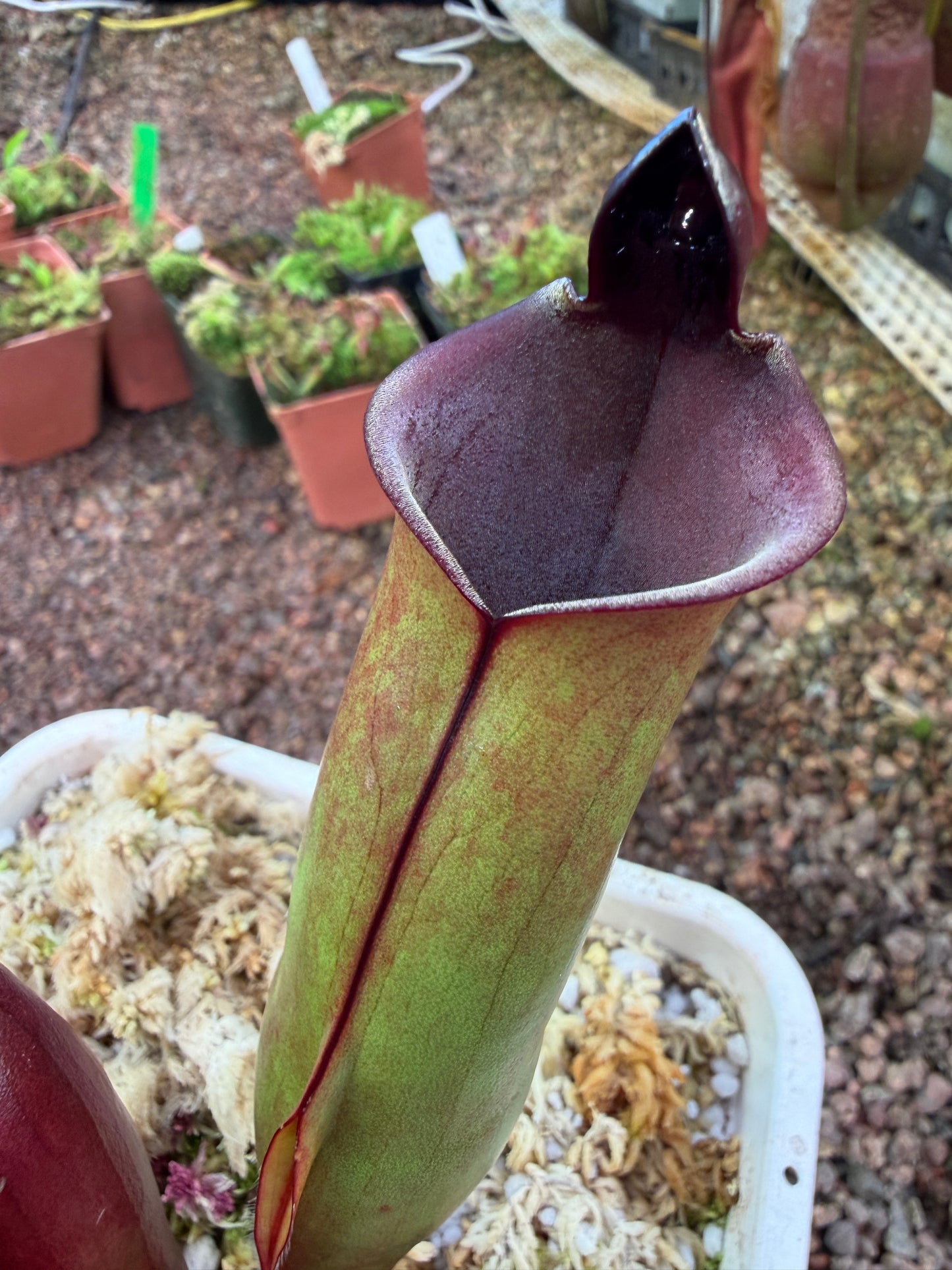 Heliamphora x purpurascens x sarracenioides BCP clone 2 Natural Hybrid (Shipped Bare-Root)