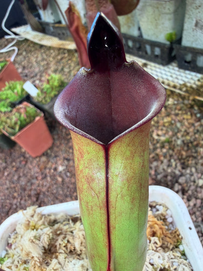 Heliamphora x purpurascens x sarracenioides BCP clone 2 Natural Hybrid (Shipped Bare-Root)