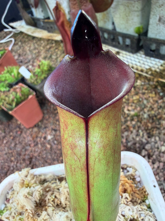 Heliamphora x purpurascens x sarracenioides BCP clone 2 Natural Hybrid (Shipped Bare-Root)