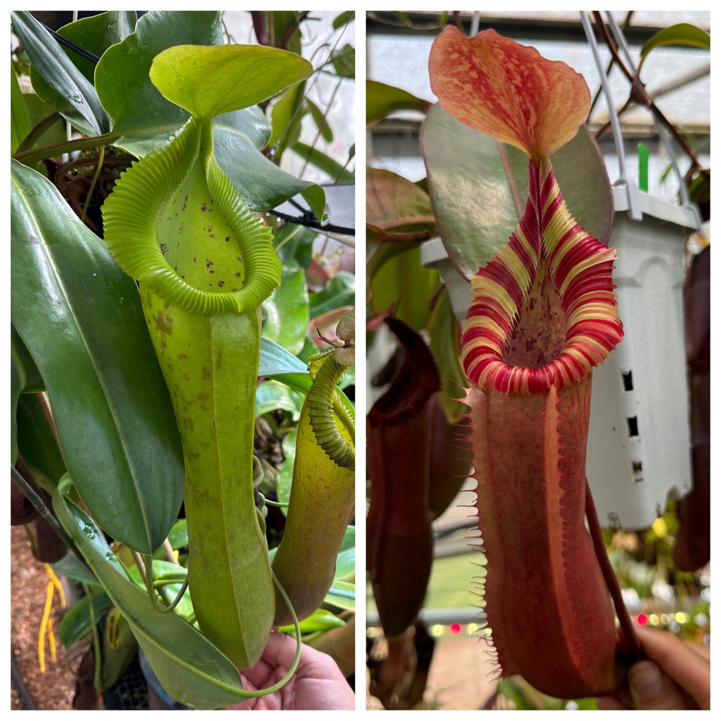Seed - N. (spathulata x edwardsiana) x (veitchii Long x edwardsiana) 6-2026