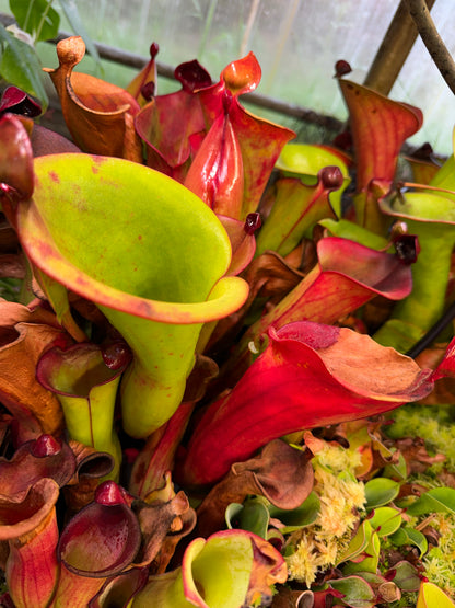 Heliamphora Scylla