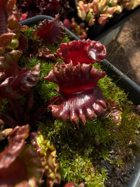 Dionaea muscipula Uranus