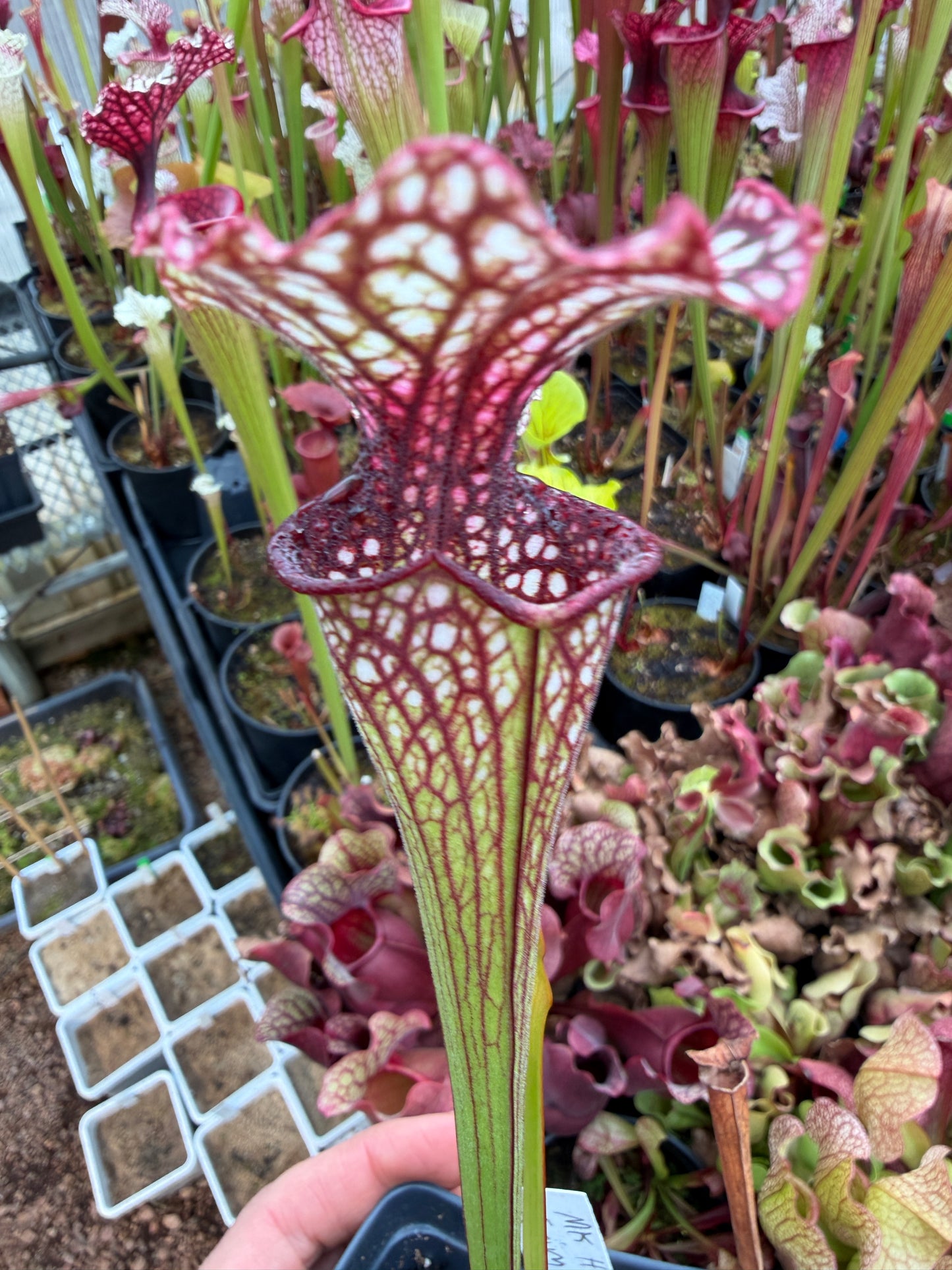 Sarracenia x MK H138 Crimson Queen (Shipped Bare-Root)