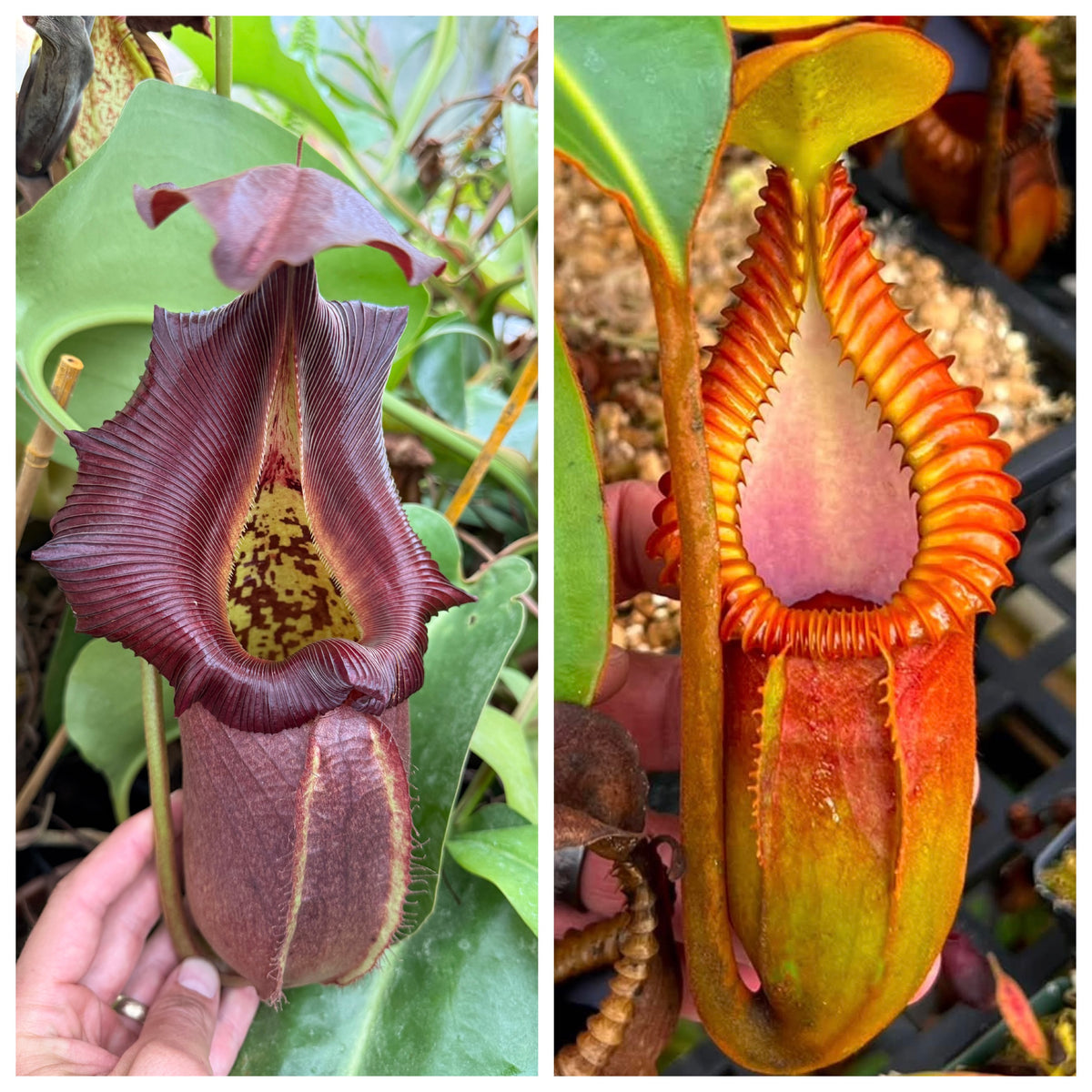 Nepenthes robcantleyi Q x macrophylla seed pack, pollen by Pablo F., from Jeremiah's Plants