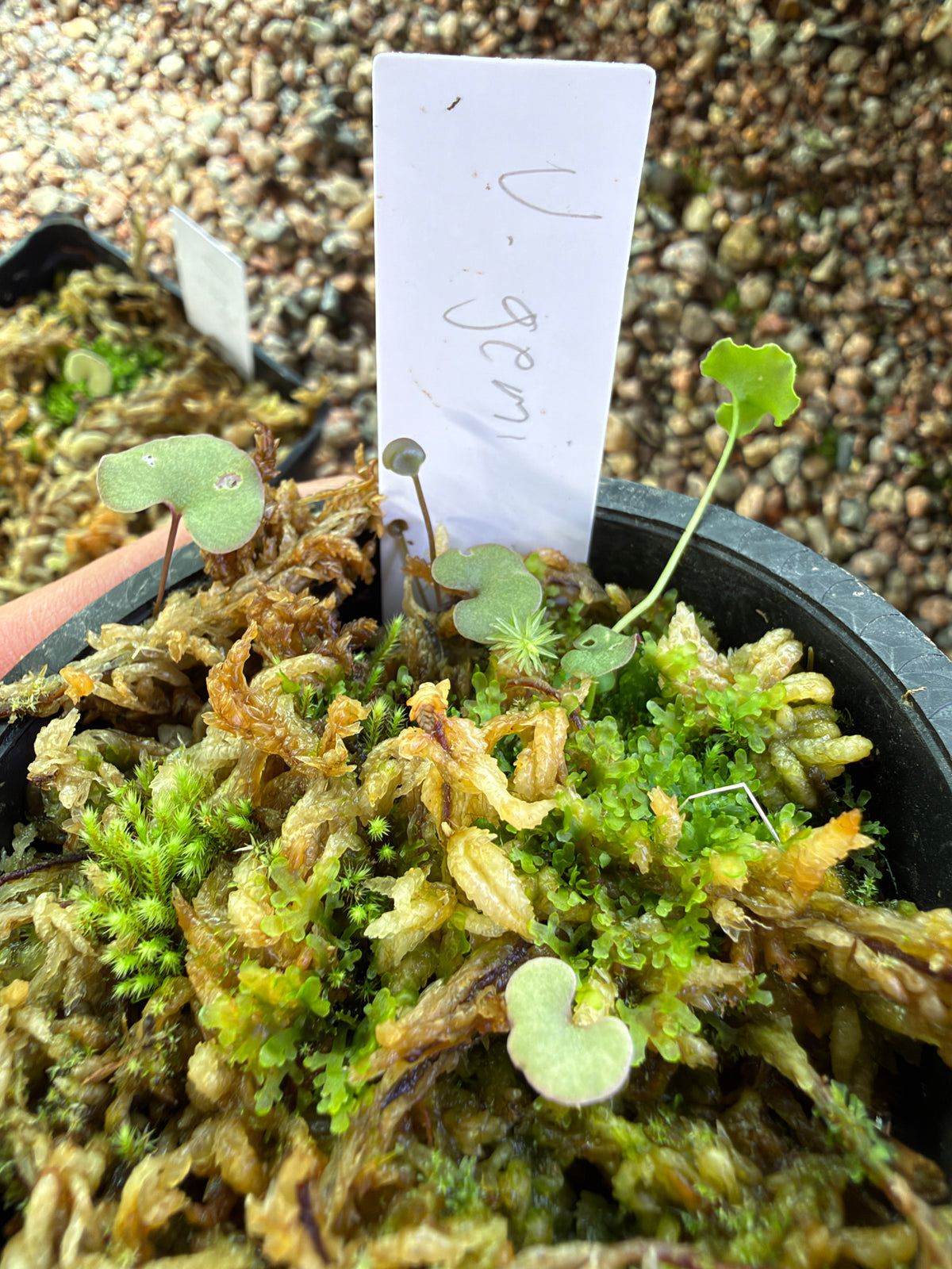 Utricularia geminiloba, third photo
