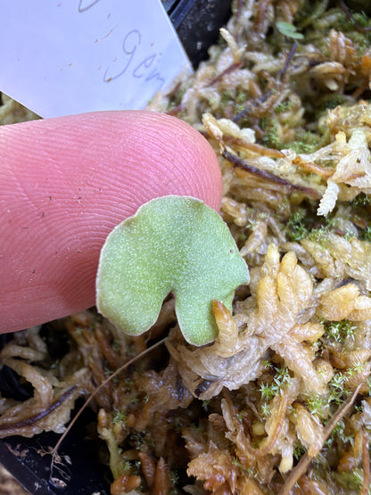 Utricularia geminiloba, second photo